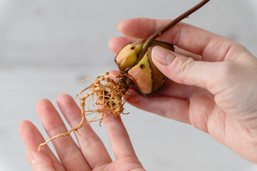 Sprouted avocado seed with a long root in a female hand indoors. - 760641323