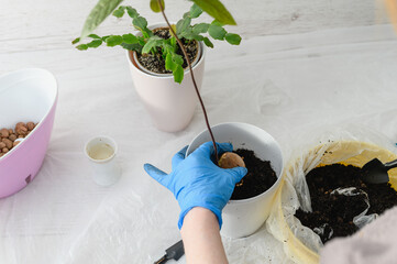 Top view of hands planting seed inside pot with soil, at home. - 760641347