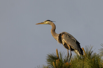 Great blue heron on the top of a pine tree