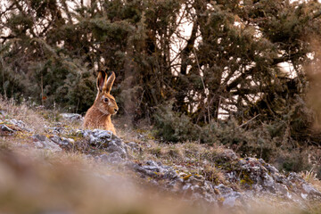 rabbit in the forest