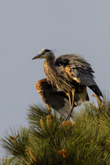 Great blue heron on the top of a pine tree
