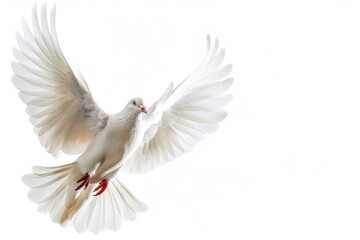 Isolated White Dove in Free Flight. Stunning Feather Detail and Minimal Background