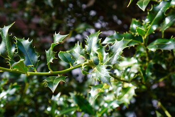 close up of leaves