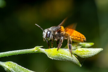 Insect flying on a flower petal amidst lush green leaves, showcasing detailed wings and vibrant yellow hues in a garden macro scene