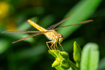 Dragonfly resting peacefully on a leaf amidst nature's wonders