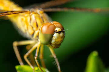 Dragonfly resting on a leaf in close-up, showcasing intricate details of its wings and eyes amidst nature's macro beauty