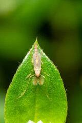 Macro close-up of a fly on a leaf in nature, showcasing insect wildlife amidst greenery