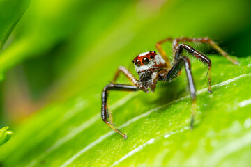 Spider on leaf in macro photography, isolated on white background
