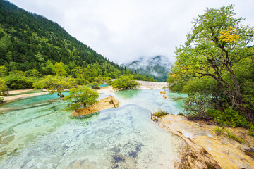 Fototapeta na wymiar Huanglong colorful pond and spruce trees in Sichuan, China