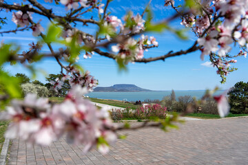 beautiful spring landscape in Hungary at Lake Balaton with blooming tree and the Badacsony hill Szepkilato viewpoint