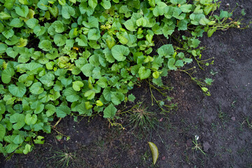 green ivy on the wall