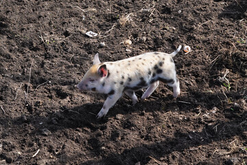 A spotted little piglet running around in the mud outside.
