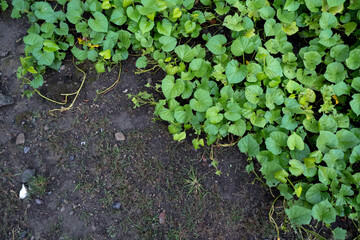 green plant growing on the ground