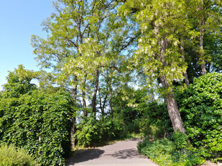 Fototapeta na wymiar Robinienbaum mit Blüten im Park