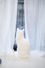 窓の外を眺める白猫の後ろ姿
