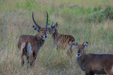 Defassa Waterbuck
