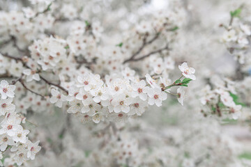 Blooming spring tree. Flowering trees.