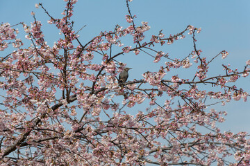 温かい春を感じさせる桜の花