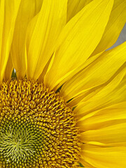Sunflower in the sunlight