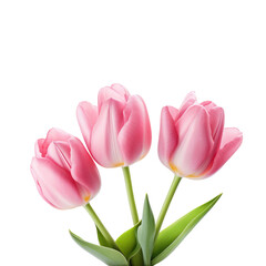 pink tulip flowers isolated on the transparent background