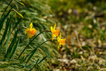 黄色い花の水仙