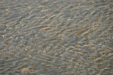 透き通る川の水
