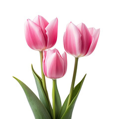 pink tulip flowers isolated on the transparent background