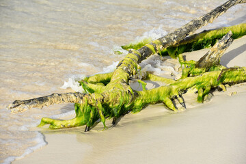 Waves Gently Lapping Algae Covered Tree Branch