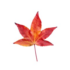 Closeup falling single autumn leaf isolated on white background