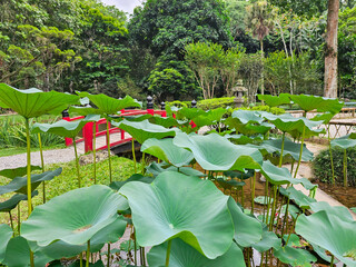 A corner of a Japanese garden with tall lotus stems and a red wooden bridge over a pond in the...