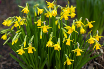 the daffodil, Narcissus pseudonarcissus, yellow narcissus flowers - 760664967