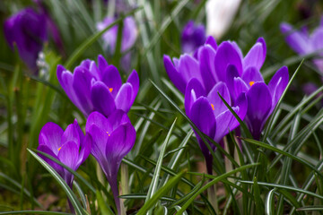 crocus flowers in the garden -  spring flowers - soft focus - 760665118