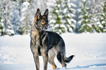 Beautiful gray German Shepherd dog playing in a snowy meadow on a sunny winter day in Skaraborg Sweden