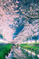 川越、新河岸川の桜