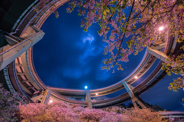河津ループ橋の桜