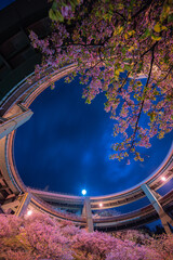 河津ループ橋の桜