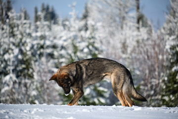 Beautiful gray German Shepherd dog playing in a snowy meadow on a sunny winter day in Skaraborg Sweden