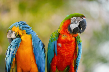 Harlequin macaw with blue and gold macaw parrot show in the park