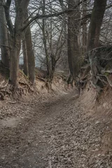 Foto op Canvas Korzeniowy dol. Loess ravine with roots near Kazimierz Dolny, Poland © marcinm111