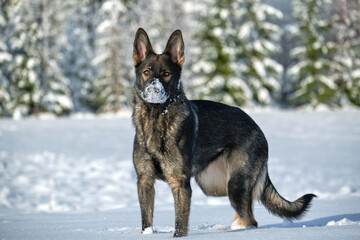 Beautiful gray German Shepherd dog playing in a snowy meadow on a sunny winter day in Skaraborg Sweden