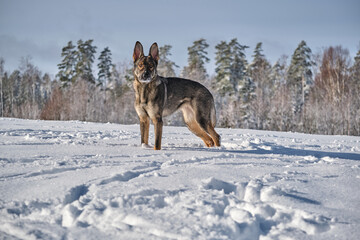 Beautiful gray German Shepherd dog playing in a snowy meadow on a sunny winter day in Skaraborg Sweden