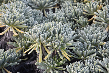 Fantastic Close up of Portulaca in Aruba