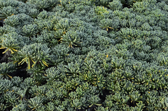 Amazing Landscape with Green Succulents as Ground Cover