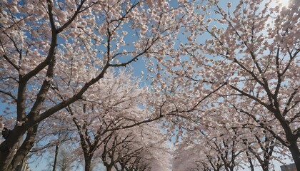 cherry blossom street