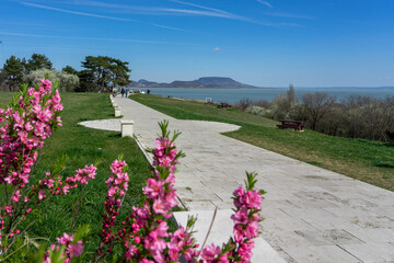 beautiful spring landscape in Hungary at Lake Balaton with pink flowers and the Badacsony hill Szepkilato viewpoint