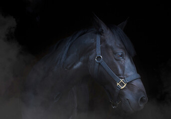 Side profile of a Black horse with no backround 