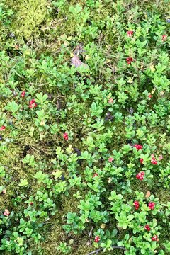 Wild bushes of juicy lingonberry with red berry in the forest. A valuable medicinal plant.