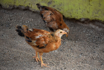 Baby Chick with Distinctive Markings on Its Feathers