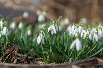 The first spring wildflowers are snowdrops at the base of the tree.