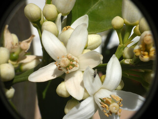 Limone
